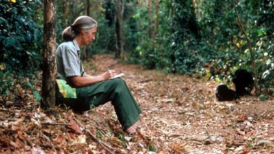 Jane Goodall revolutionized animal research, but her work had some unintended consequences. Here's what we've learned from them.