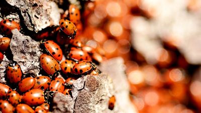 Here's why there are so many ladybugs right now, and how to prevent an infestation in your home