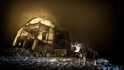 And the winning Wildlife Photographer of the Year 2025 image was taken with... an eleven-year-old Nikon DSLR