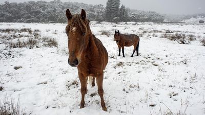 Brumbies' special protection in alpine park set for axe