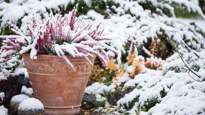 I've lost too many plants to cold weather — garden experts share 3 tips to help them survive the winter