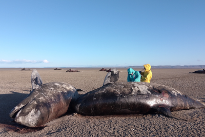 Mystery as 26 killer whales wash up dead on beach and scientists don’t know why