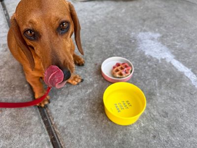 I didn’t plan on a sausage dog but McKenzie nudged me back to hope