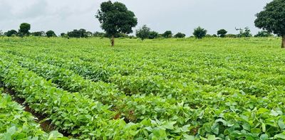 High food prices in east and southern Africa: four steps to boost production and make markets work better