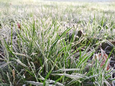 How to Identify Frost Pockets in Your Yard