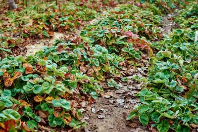 Why Some Seeds Germinate Better in Cold Soil