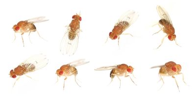 Why and how does personality emerge? Studying the evolution of individuality using thousands of fruit flies