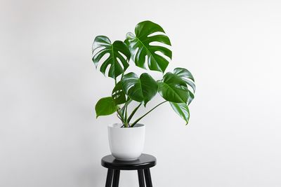 10 Houseplants That Love Being Brought Inside Now