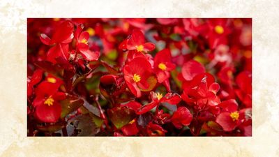 Can you overwinter begonias? Experts reveal how to prepare the plant for winter weather