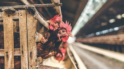 ‘Simply scandalous’: Report exposes how factory farming worsens world food waste