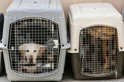 In The Doghouse: Flying Canines Count As Cargo, EU Court Rules