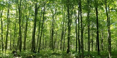 The northern migration of the temperate forest isn’t proceeding as expected