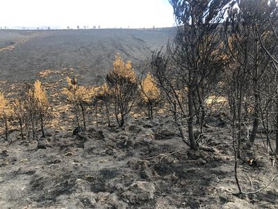Britain experiences first 'mega fire' as climate change makes devastating blazes more likely