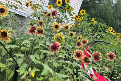 Homeowner planted a garden of sunflowers on his property in memory of a loved one. The city sued him for it