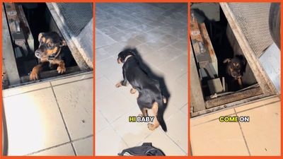 ‘I think y’all saved her life’: Urban explorers think fast and rescue starving dog trapped in abandoned mall