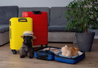 How to Prevent an Emergency When Flying With Your Pet