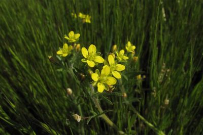 Scientists find rare plant species, unseen in almost 70 years, in middle of California park