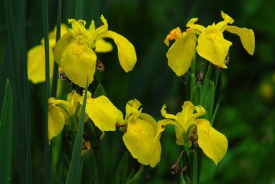 Choosing right plants for garden can help protect it from flooding – minister