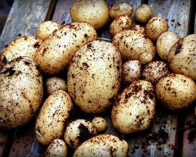 Country diary: The potatoes are out of the ground, bringing untold stories with them