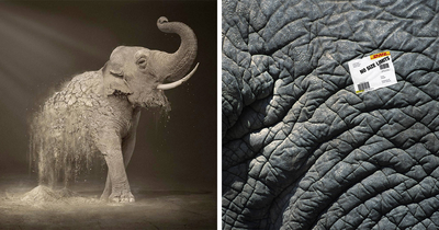 Here Are The 26 Best Elephant Ads That Are Absolutely Unforgettable