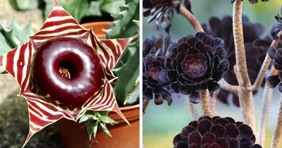 Nature’s Dark Side: 24 Creepy Plants You Might Not Believe Are Real