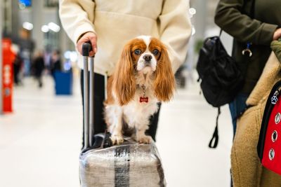 Pets can now be classified as baggage, according to a top European court