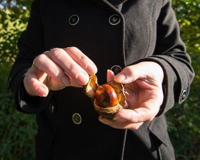 Digested week: Hit or miss? Conker unboxing craze leaves me baffled