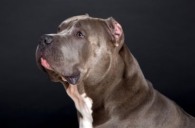 'I Just Want His Body Back': Dog Mom Plea After Police Shoot Her XL Bully, Claims It Was a Murder