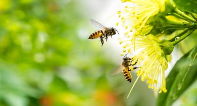 How Late-Season Pollinators Depend on Your Garden
