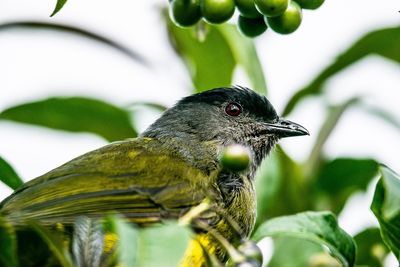 9 Fruits to Harvest Before the Birds Do