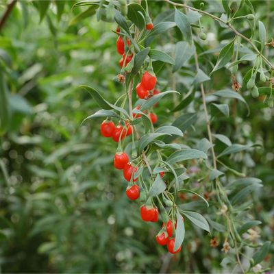 How to grow goji berries for delicious, vitamin-packed harvests – they're the superfood I think needs more attention, and they're really easy to care for