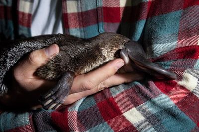 Many people go their whole lives without seeing a platypus in the wild. We just saw four in one night