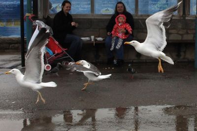 Scottish government accused of prioritising welfare of divebombing seagulls over people