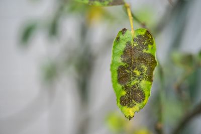 7 Garden Diseases That Spread Faster in Cool, Damp Weather