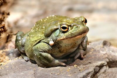 Arizonans warned against licking toxic toads that have appeared after heavy rainfall