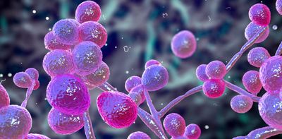 The fungi living in the body play an important role in health – here’s what you should know about the ‘mycobiome’