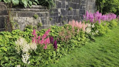 How to Care For Astilbe in the Fall to Keep Plants Healthy and Have Great Displays Year After Year