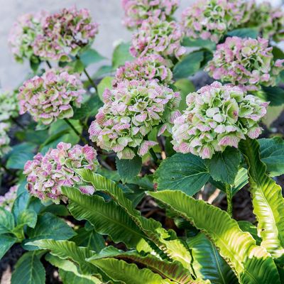 1 thing you need to add to your hydrangeas right now to help them survive the cold - this year it's more important than ever