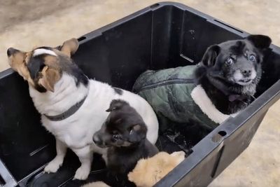 The other Alaska airlift: Volunteers save dogs from a flooded Alaska village, 1 tiny plane at a time
