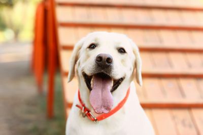Man’s Best Friend: 8 Ways to Tell if Your Dog is Really Happy