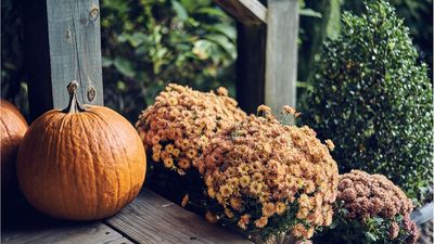 5 Stylish Halloween Porch Planting Ideas – Garden Designers Reveal How to Dress Up Your Front Yard For Spooky Season
