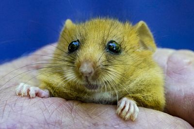 Dormice, otters and other rare wildlife ‘at risk’ from planning reforms – report