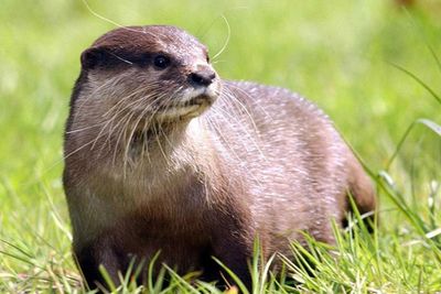 Otters and beavers among rare wildlife ‘at serious risk’ from planning reforms