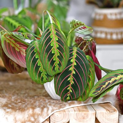 3 reasons your prayer plant leaves are curling, and the best way to fix them according to house plant experts