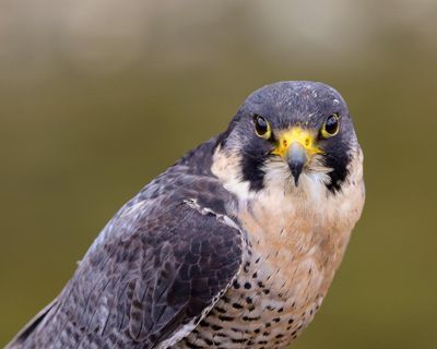 Country diary: Racing peregrines among the rusting mills