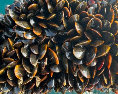 French customs reject British shellfish shipments after UK ‘reset’ deal with EU
