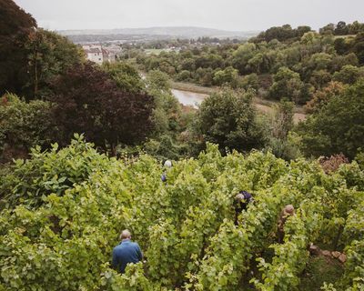 Bristol’s backyard vineyards: foot-stomping grapes in the garden