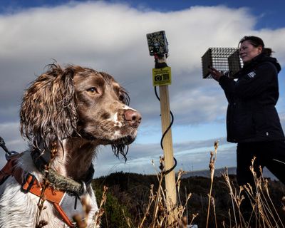 ‘There were stoats in kitchen cupboards’: AI deployed to help save Orkney’s birds