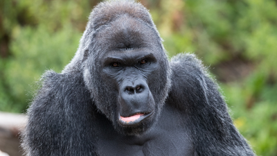 Eerie scene at abandoned zoo: Trapped gorillas still knocking on windows years after closure