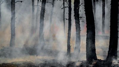 From Australia to the Amazon: How climate change is turning forests into firestorms